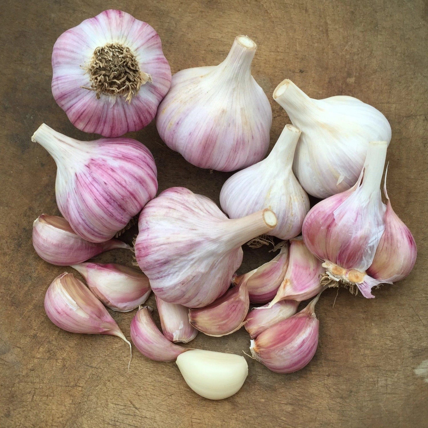 1 lb Chesnok Red Garlic